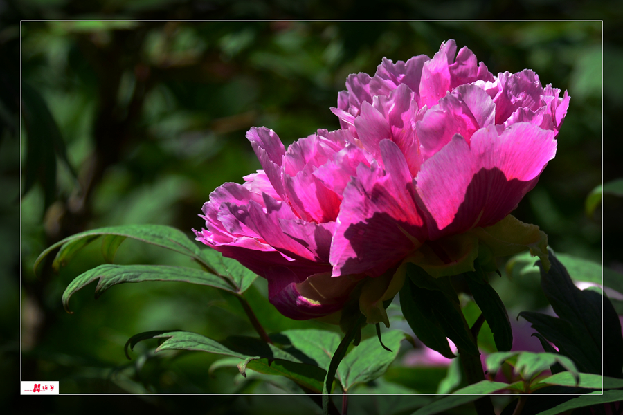 DSC_0233__.jpg