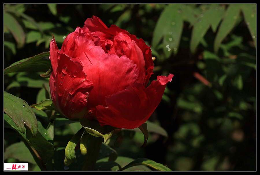 IMG_6677_.jpg