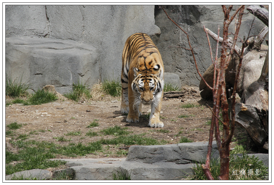 _MG_0070.JPG