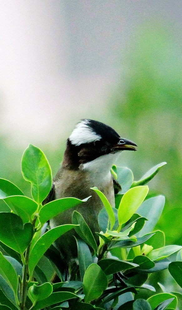 IMG_4036.jpg