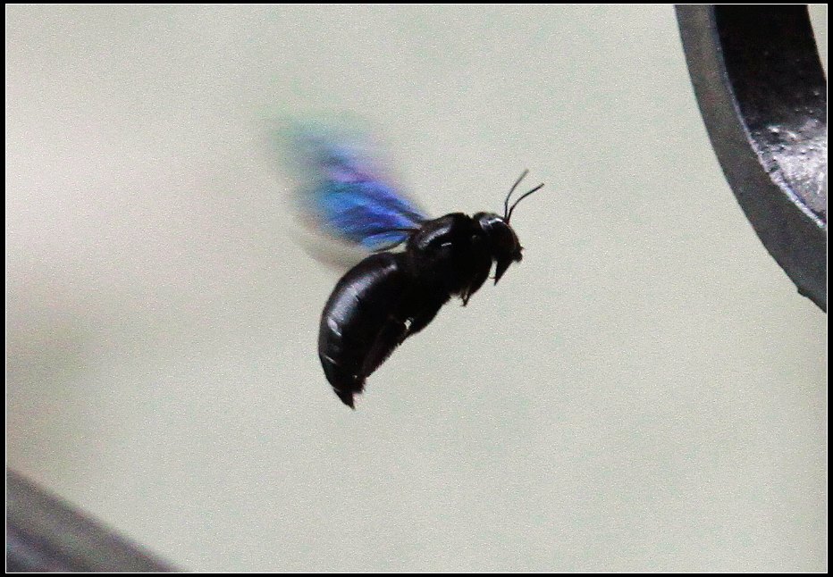 IMG_4051.jpg
