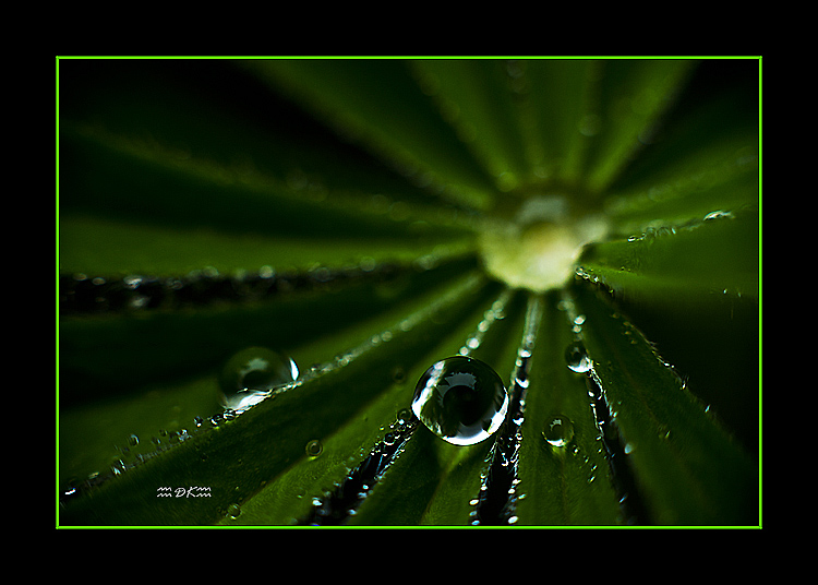 DSC_6045C.jpg