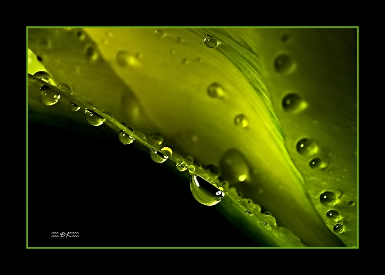 DSC_5497C.jpg