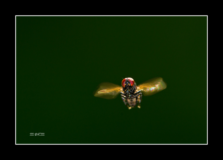 DSC_5883C.jpg