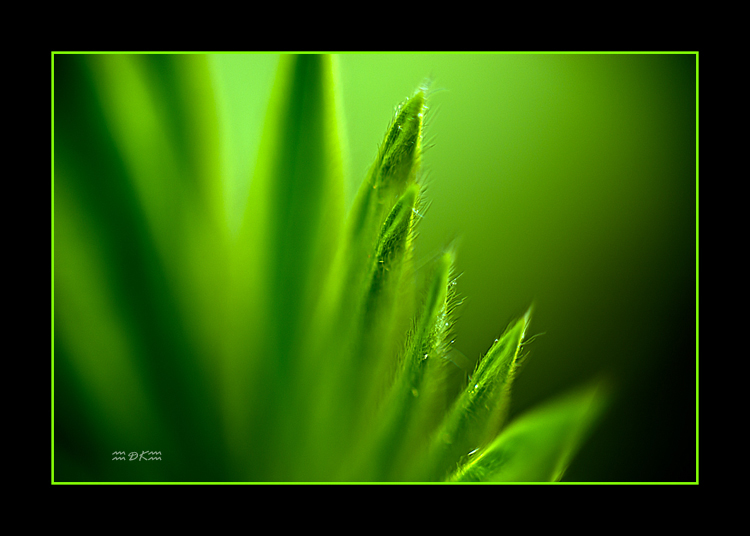 DSC_6021C.jpg