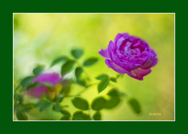 DSC_6183C.jpg