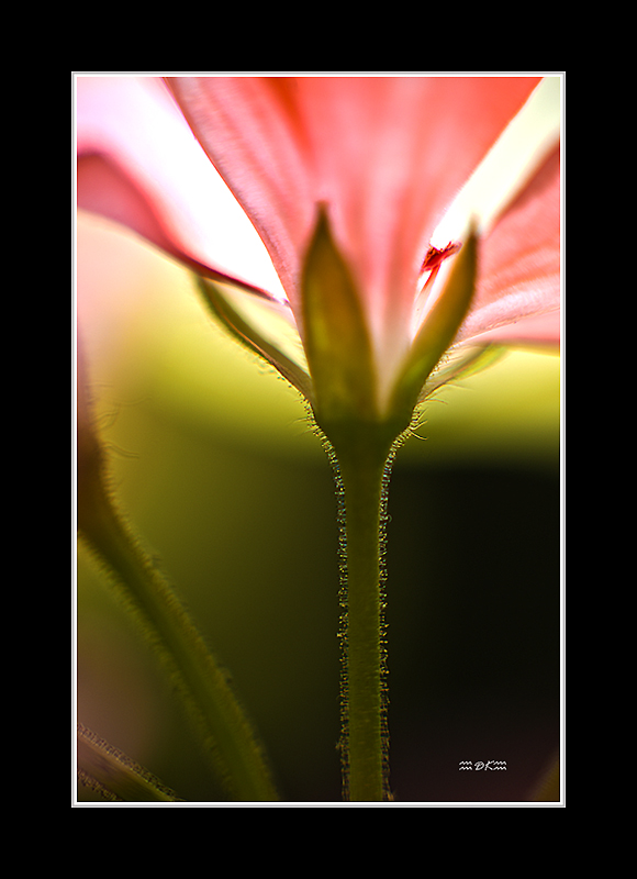 DSC_5933C1.jpg