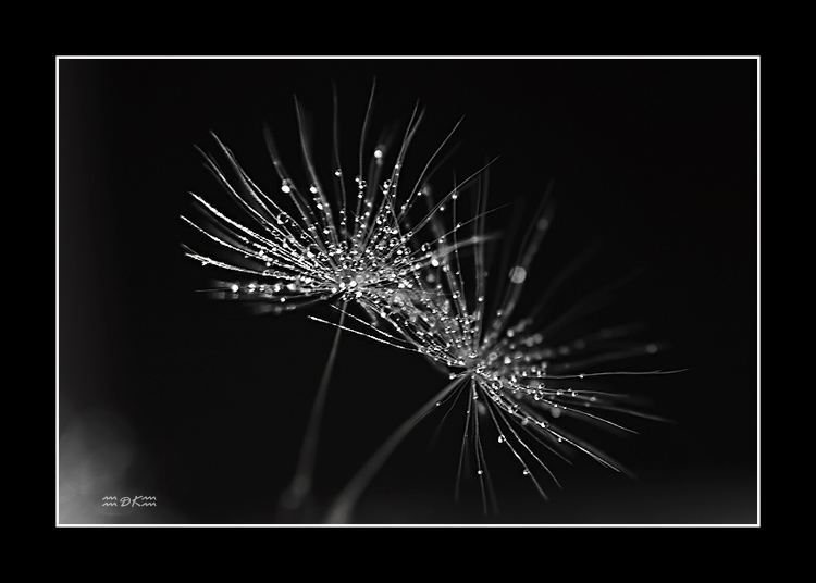 DSC_5827C.jpg