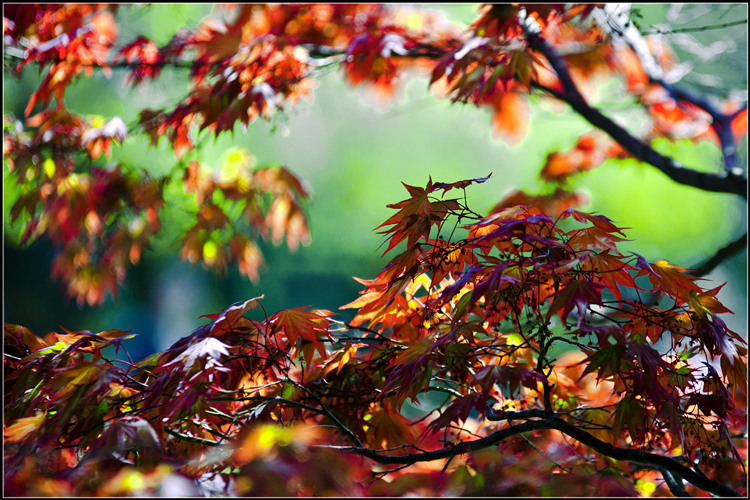 _DSC7267_.jpg