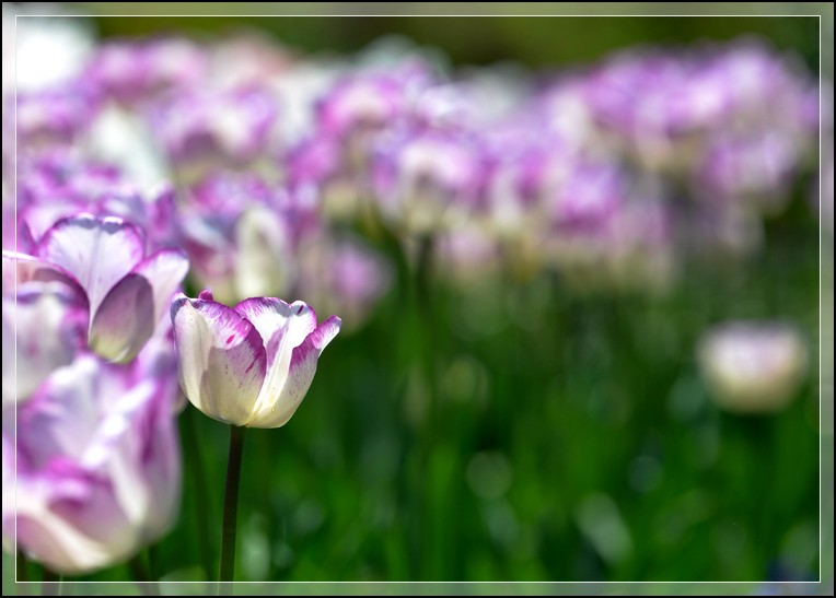 DSC_2920.jpg