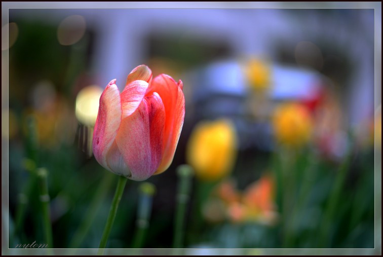 DSC_3842a.jpg