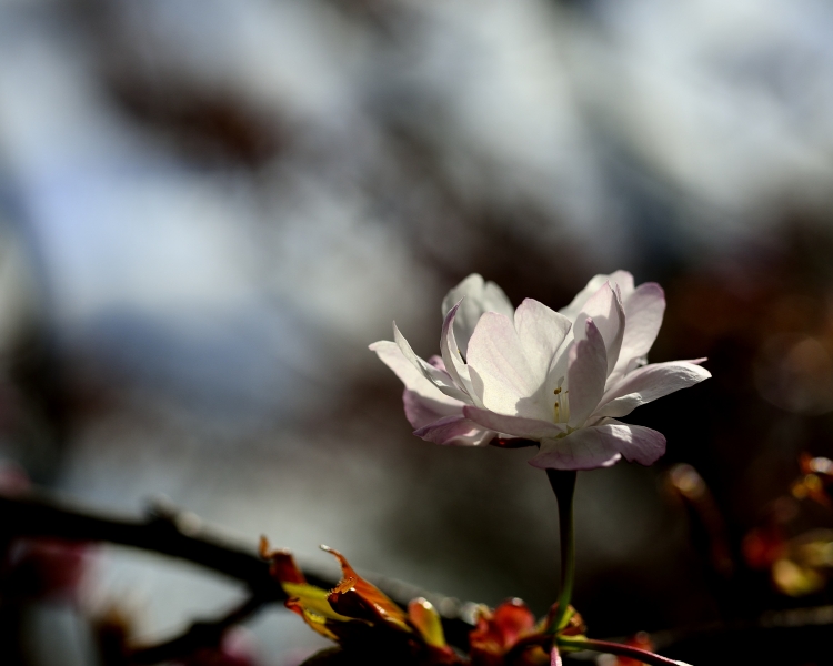 _DSC3282_01.JPG