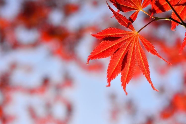 _DSC4176_1_01.JPG