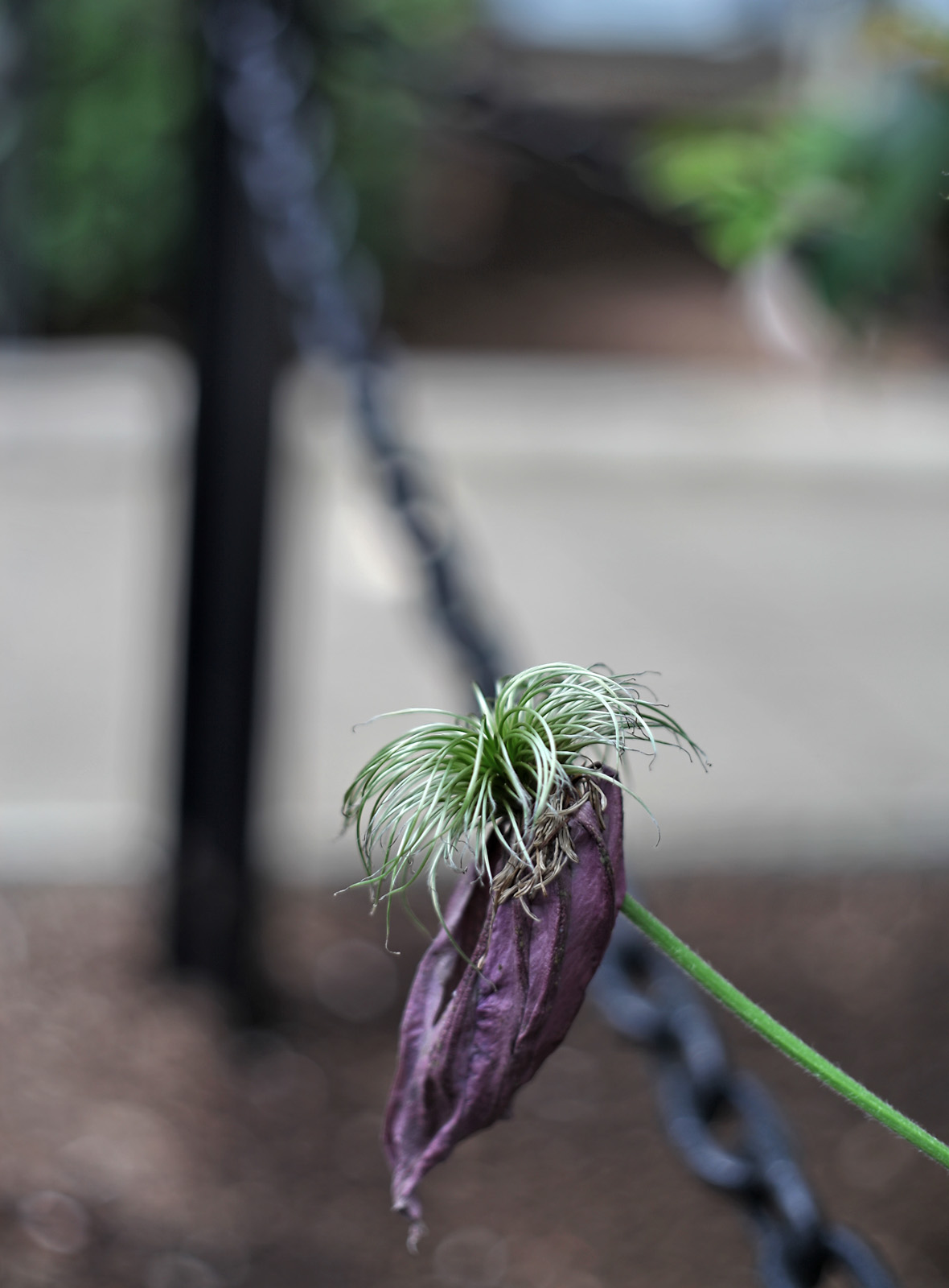 IMG_0336y.jpg