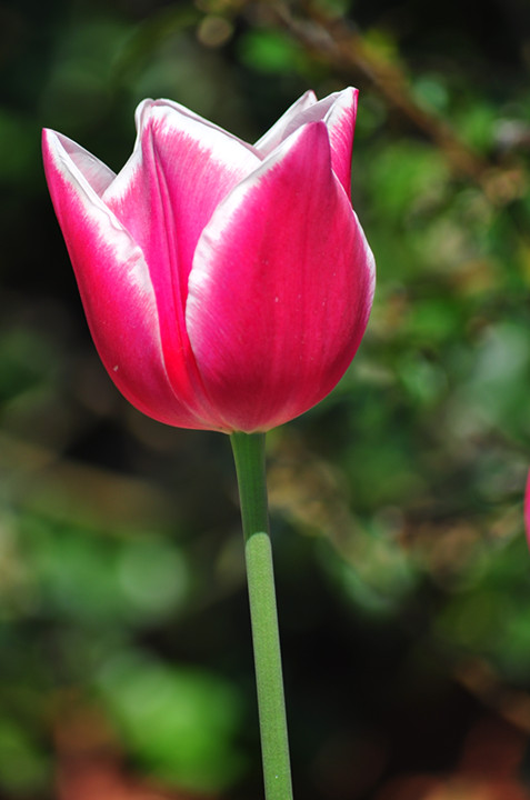 DSC_0898_.jpg