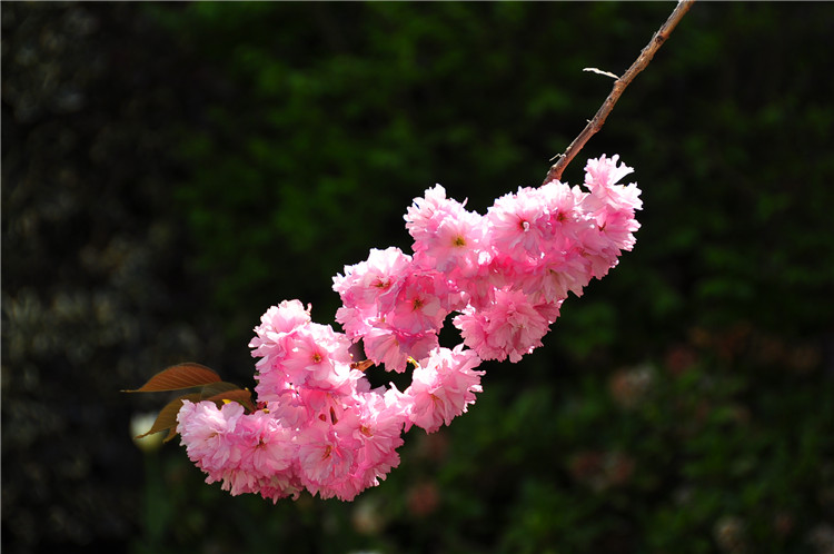 DSC_0541.jpg