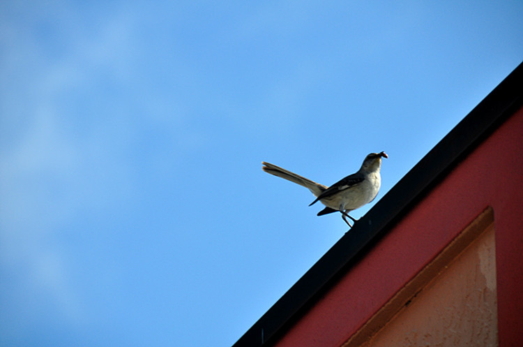 DSC_0715_.jpg