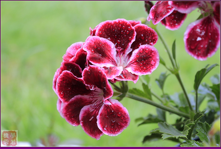 2014062 036_.jpg