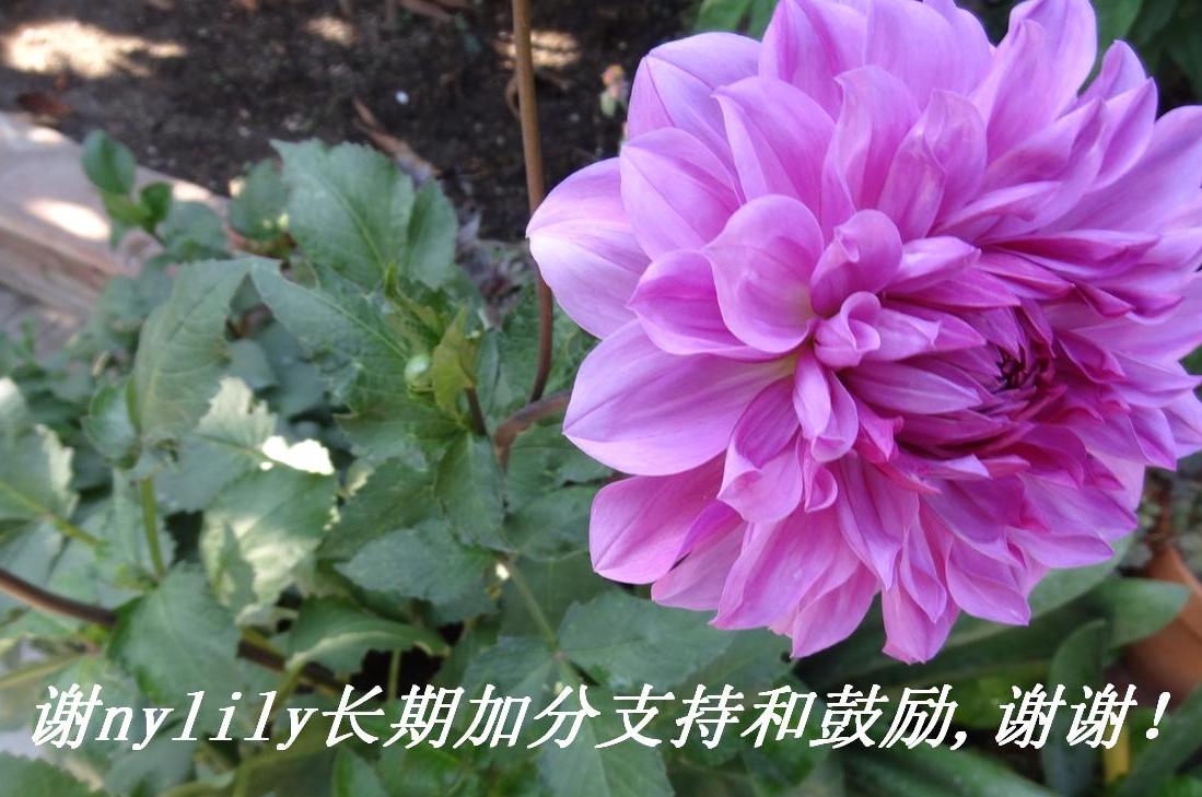лnylilyڼӷֺ֧͹лл.JPG