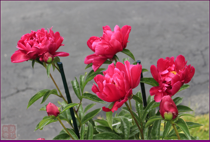 2014063 024_.jpg
