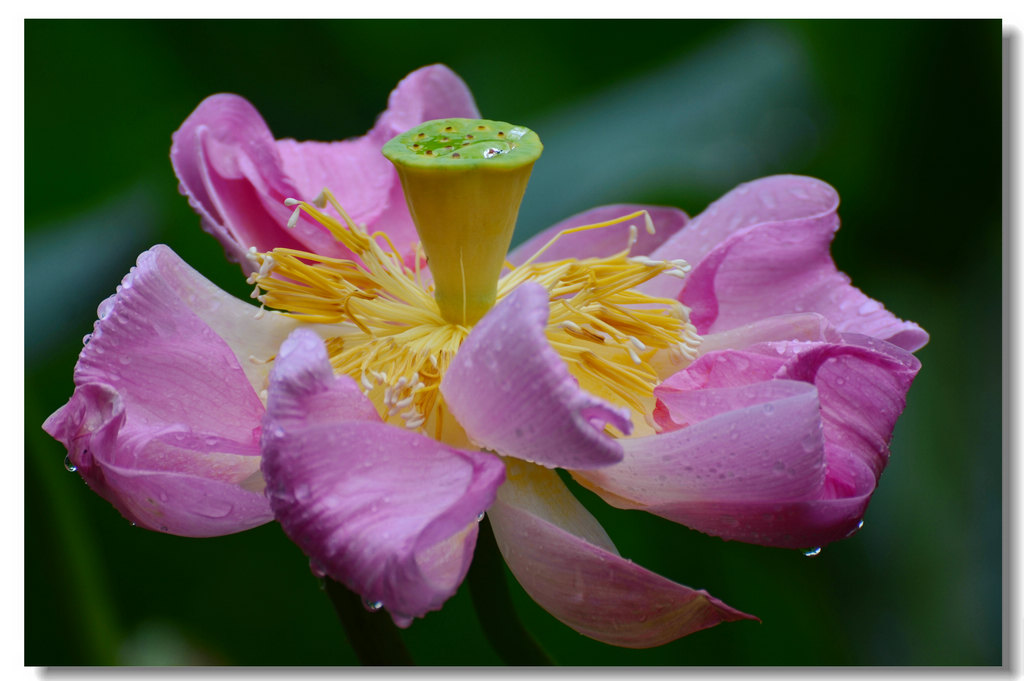 DSC_7947.jpg