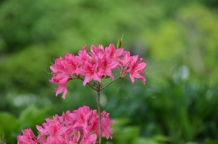 DSC_5096 (Small).JPG