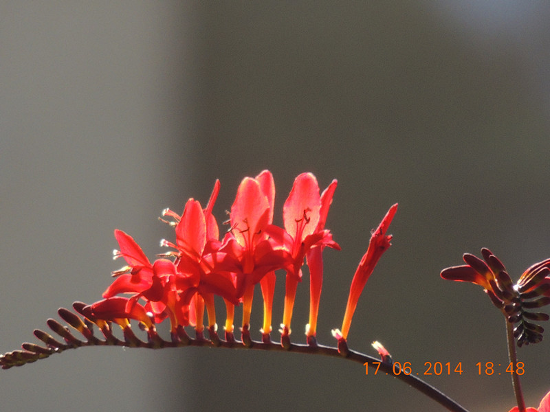 flowers 2014 1193_.jpg