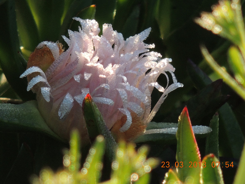 flower 1698_.jpg
