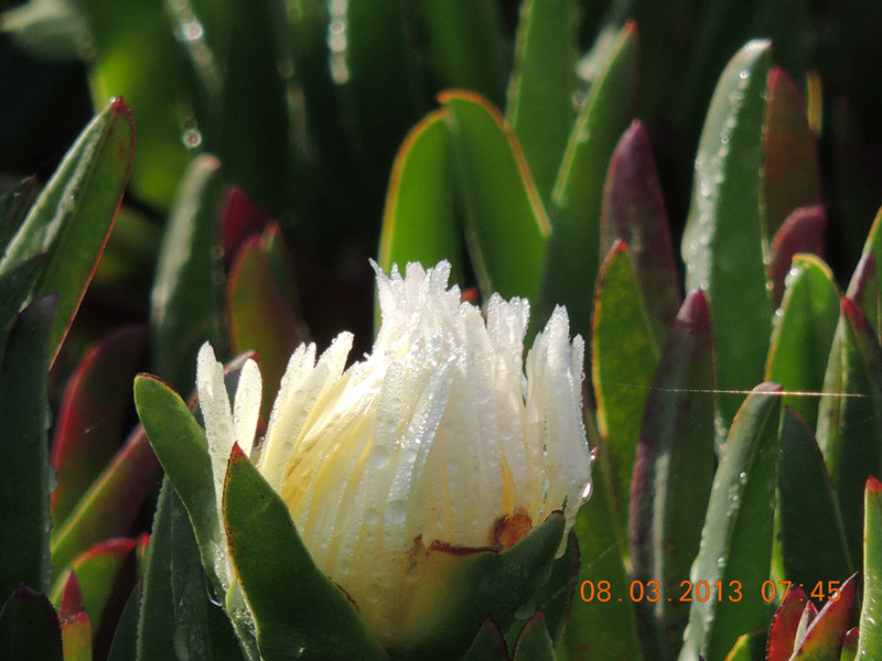 flower 981_.jpg