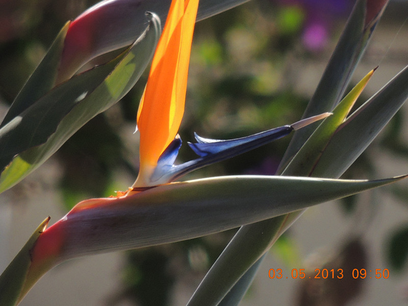 flower 103_.jpg