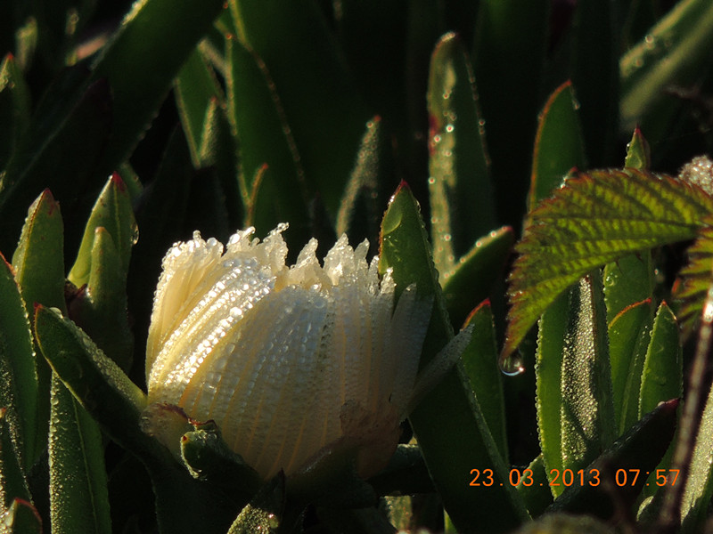 flower 1705_.jpg