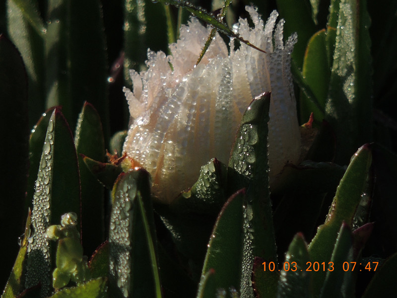 flower 1015_.jpg