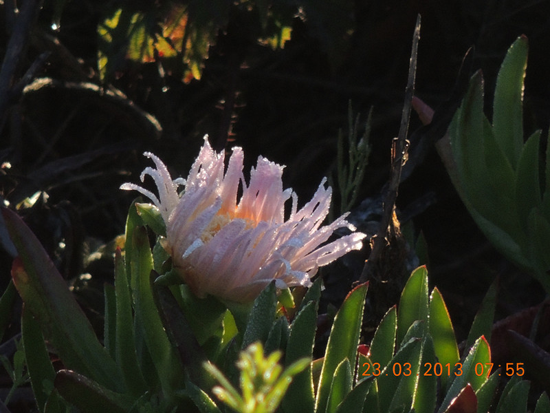 flower 1701_.jpg