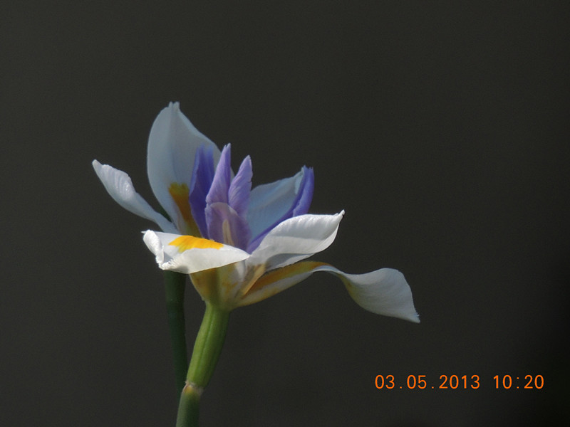 flower 181_.jpg