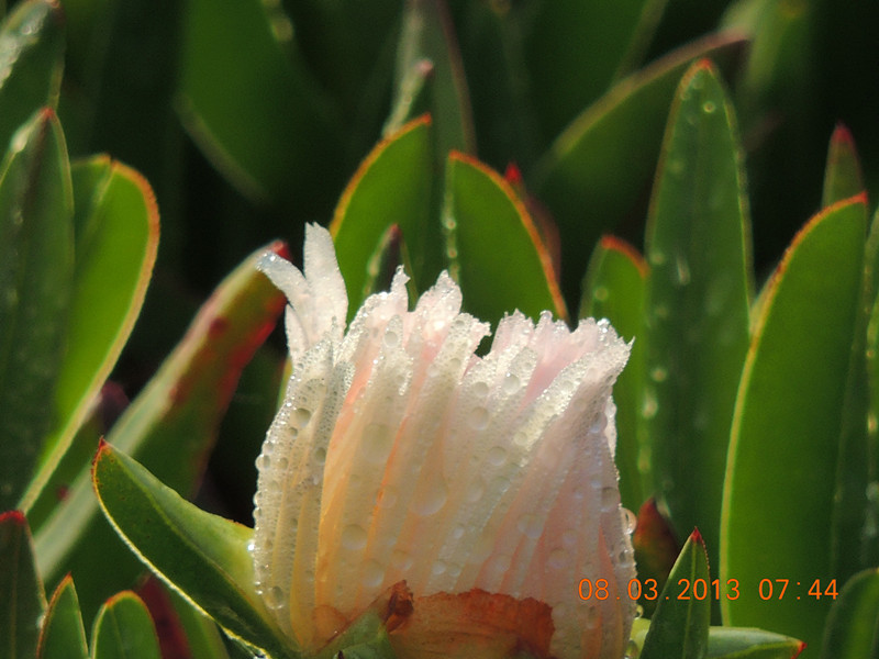 flower 979_.jpg