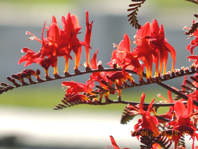 flowers 2014 1196_.jpg