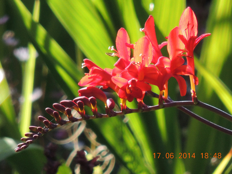 flowers 2014 1192_.jpg