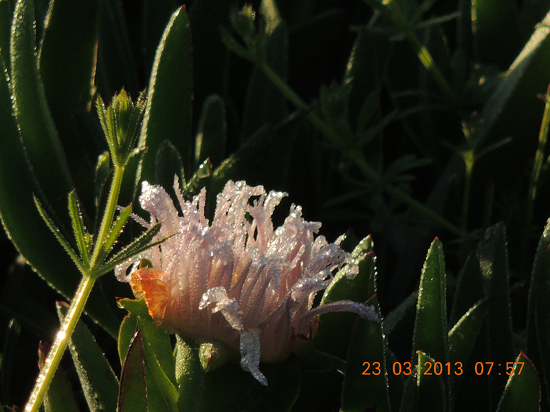 flower 1706_.jpg