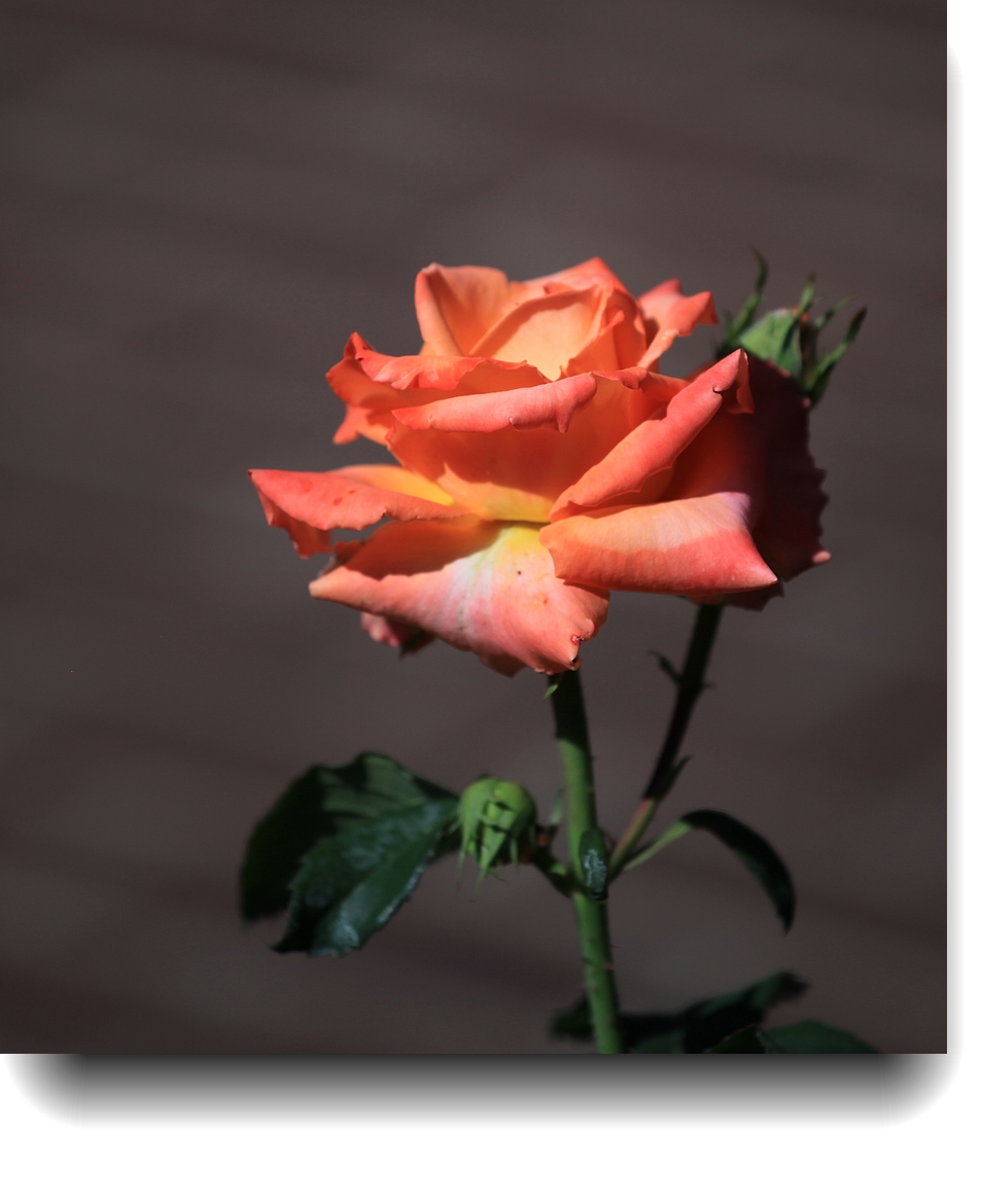 IMG_3367a.jpg
