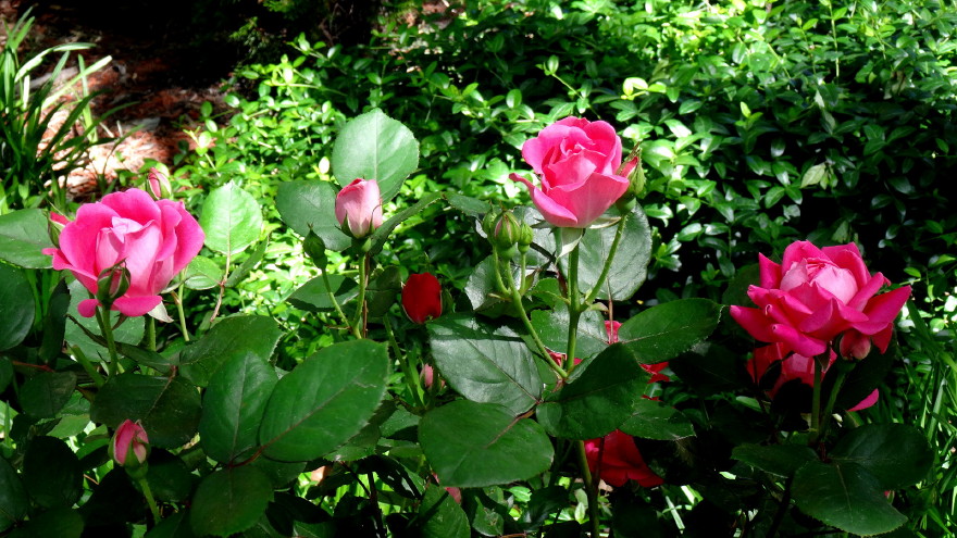 DSC01732m.jpg