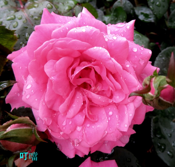 IMG_0063m.jpg
