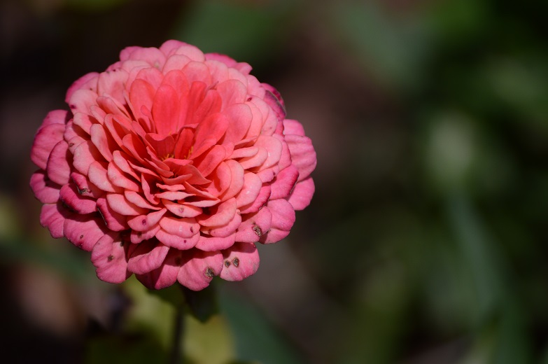 DSC_1843.JPG