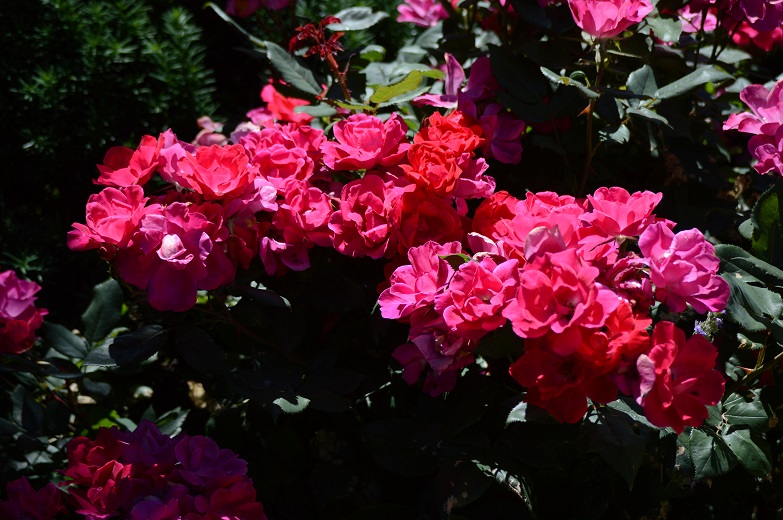 DSC_1443.JPG