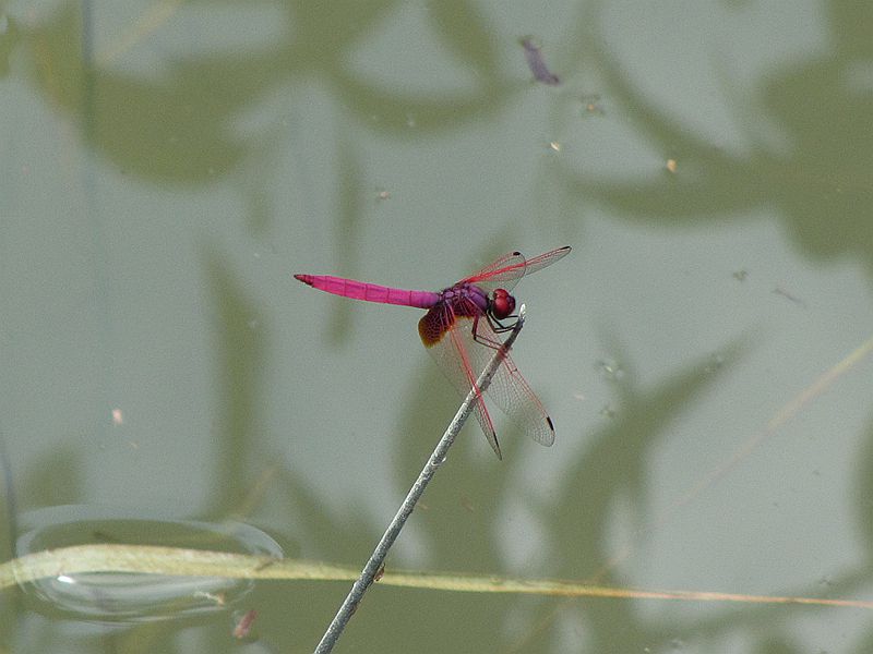 IMG_3682.JPG