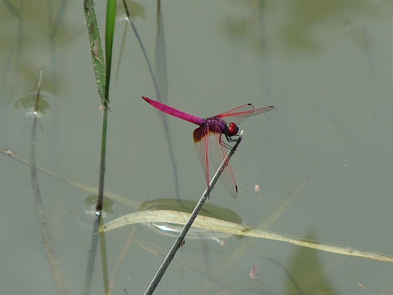 IMG_3681.JPG