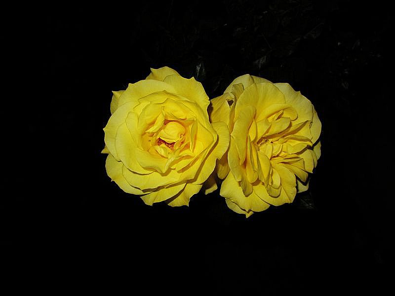 IMG_1081.jpg