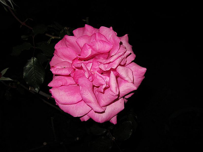 IMG_1073.jpg