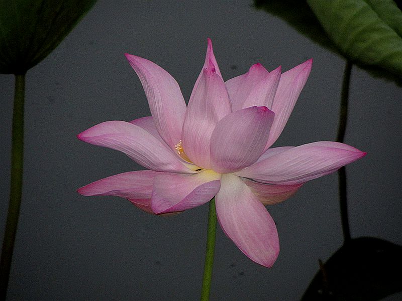 IMG_4561.JPG