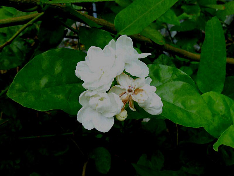 165.jpg