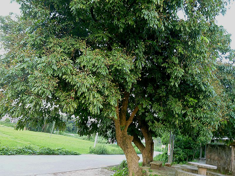 ѵһҊİ۹.jpg